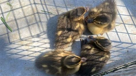 4 ducklings rescued from storm drain, reunited with mama duck in Riverside
